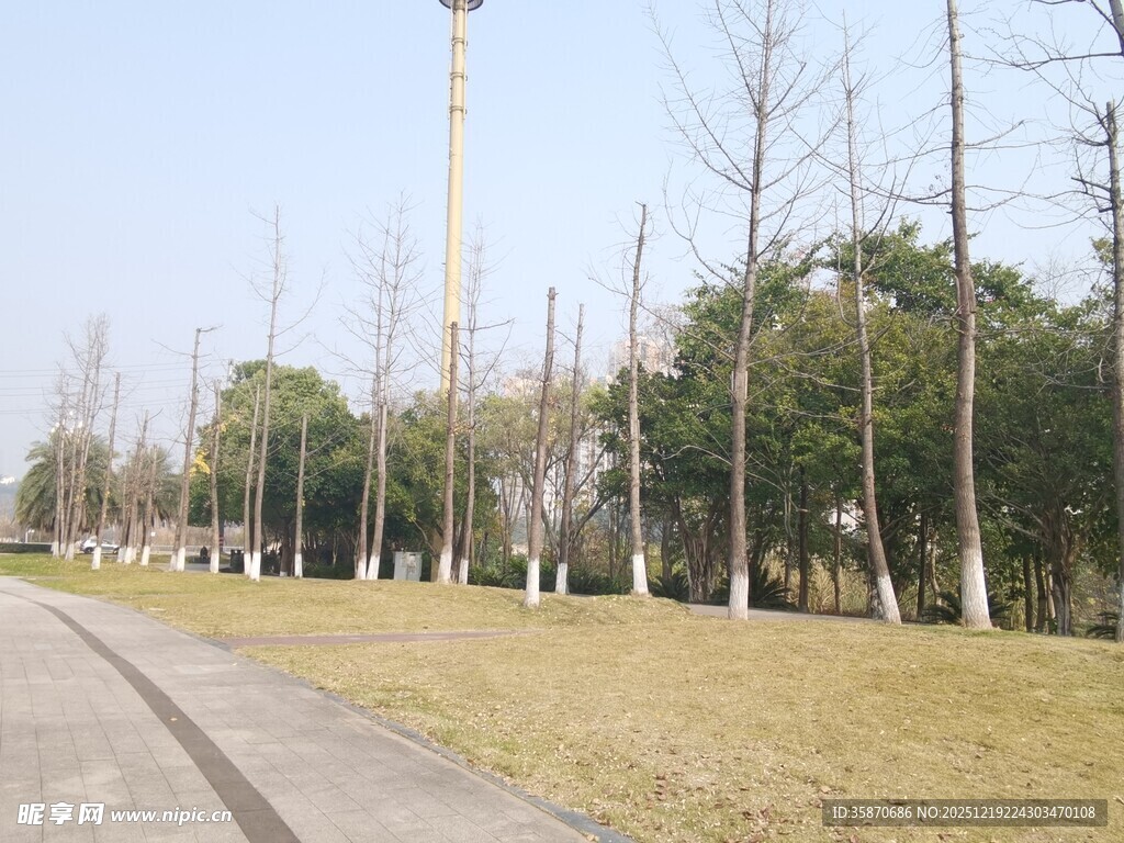 冬日空旷的林间道路