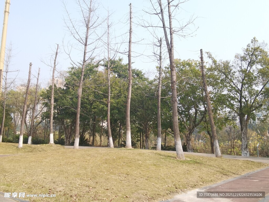 冬日公园的静谧树林景观