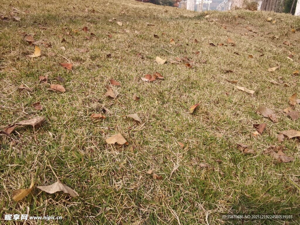 秋日草地散落枯黄树叶