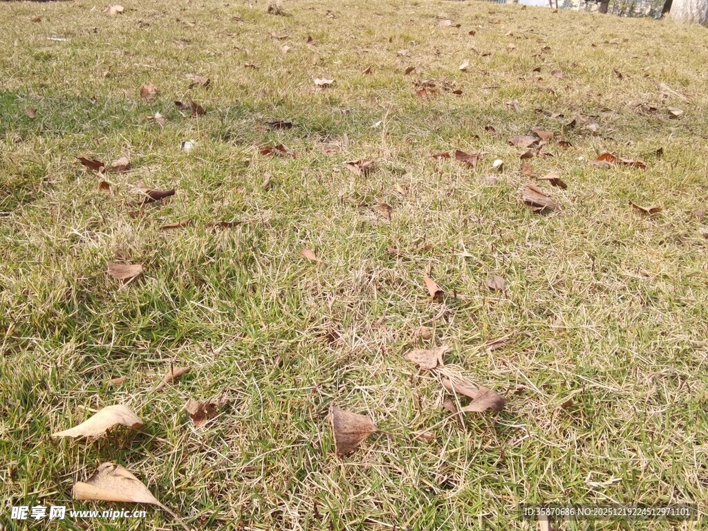 草地散落枯叶景象