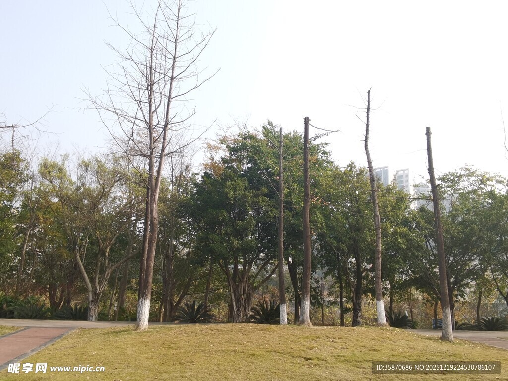 户外公园草地树木景观