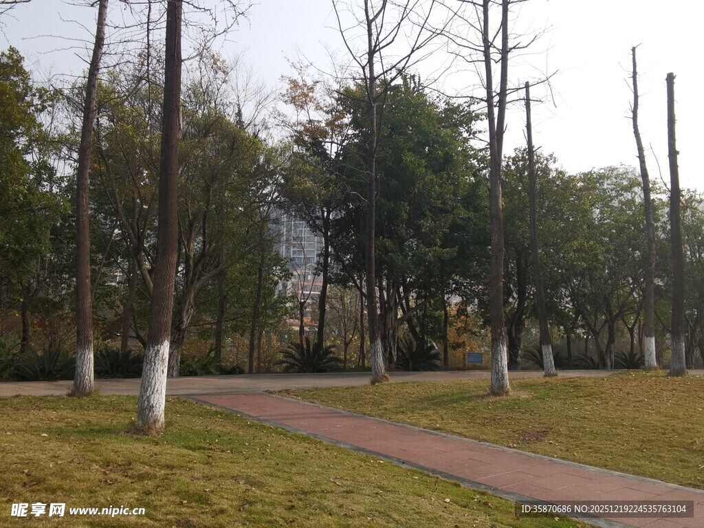 冬日公园林间小道景色