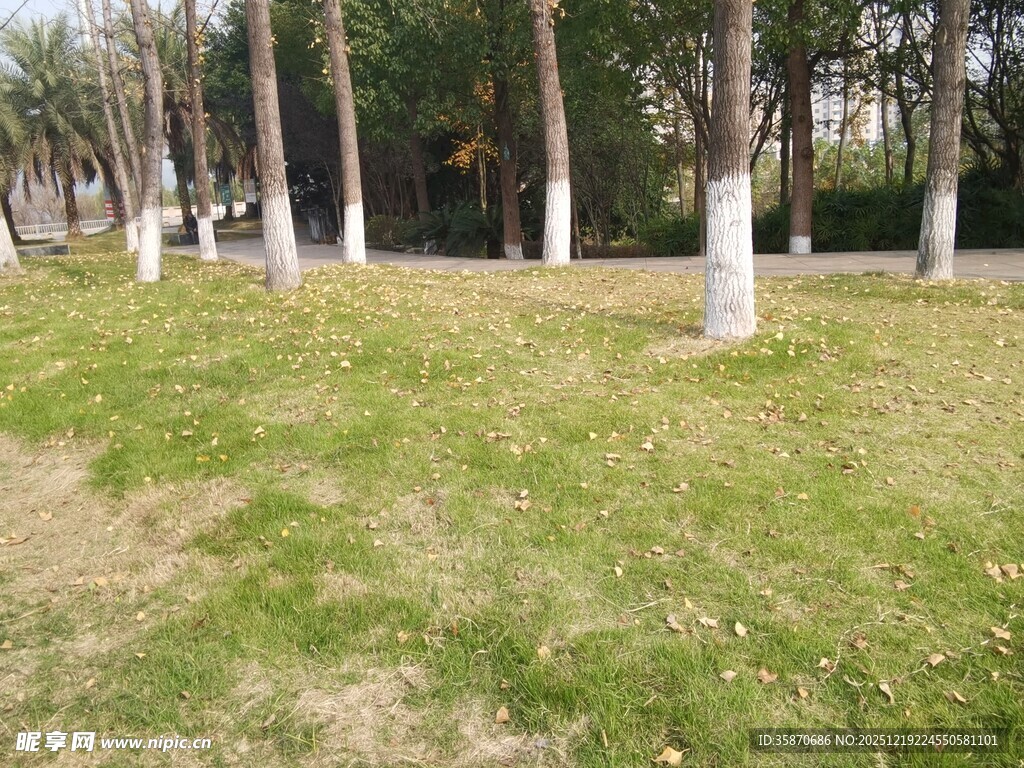 冬日公园草地与树木景观