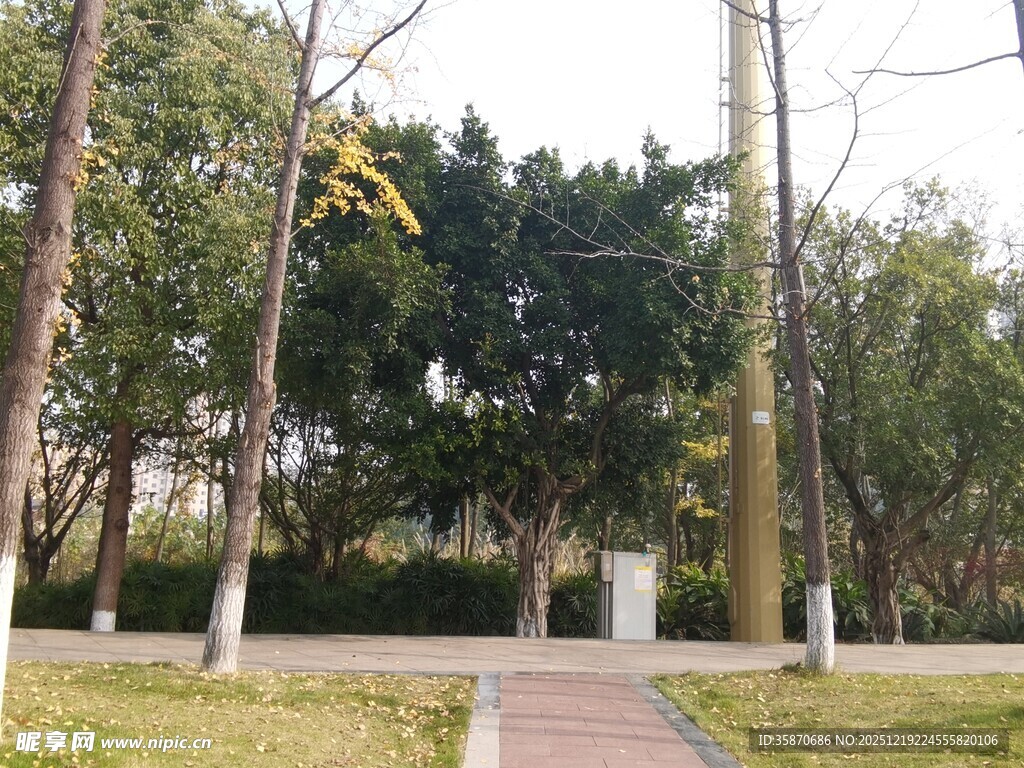 林间小径静谧自然景致