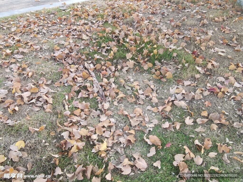 地面上的枯黄落叶