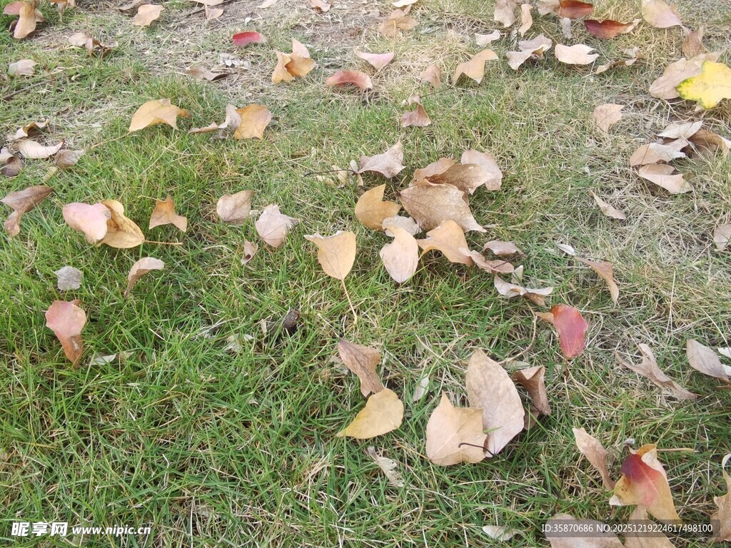 草地散落多彩秋叶