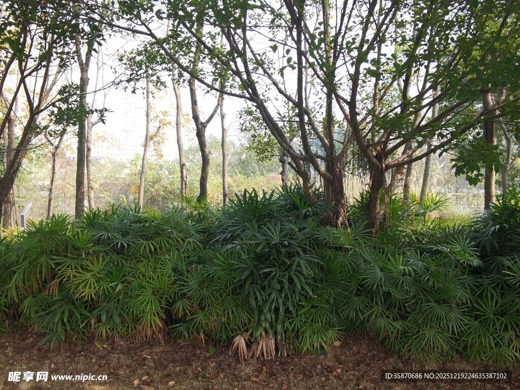 林间繁茂绿植景观
