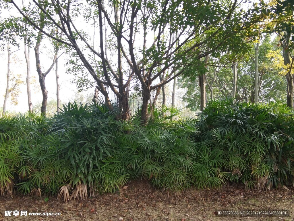林间绿植景观