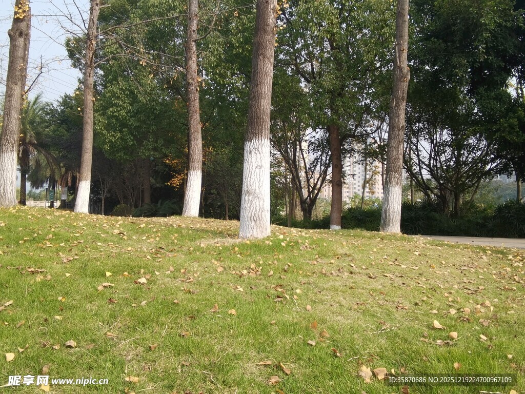 秋日草地旁的树木景观