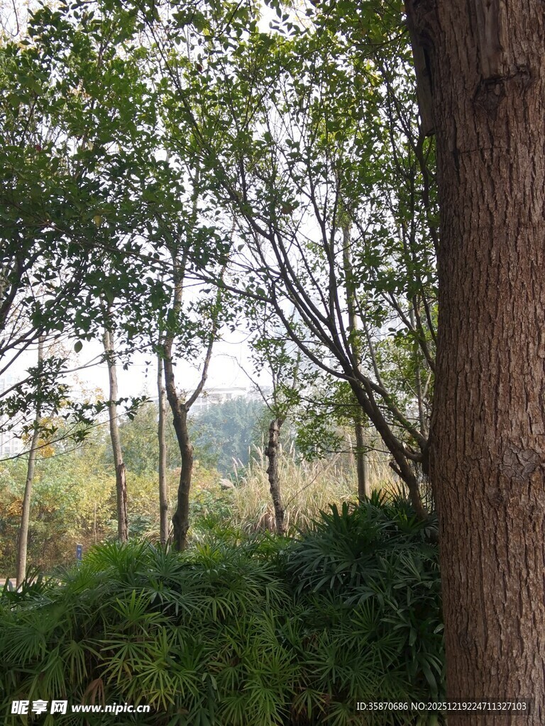 林间树木与葱郁植被景观