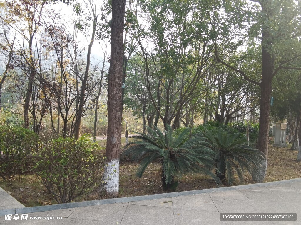 林间小道旁的绿植景观