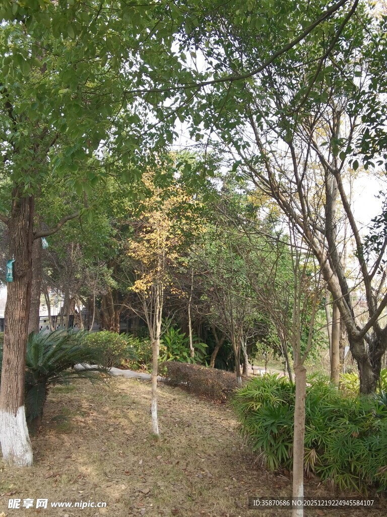 林间小道的静谧自然景致