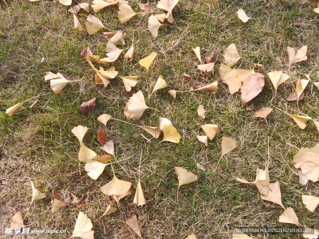地上散落的银杏落叶