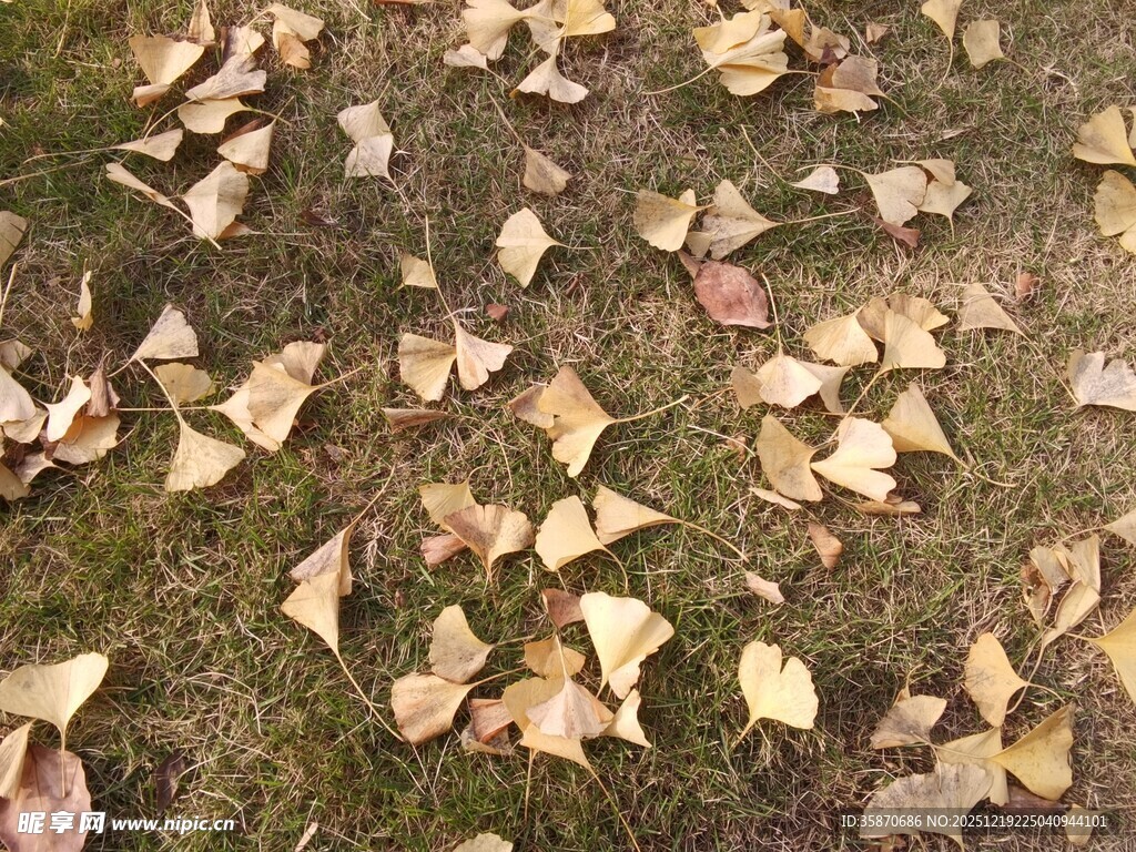 秋日草地银杏落叶美景