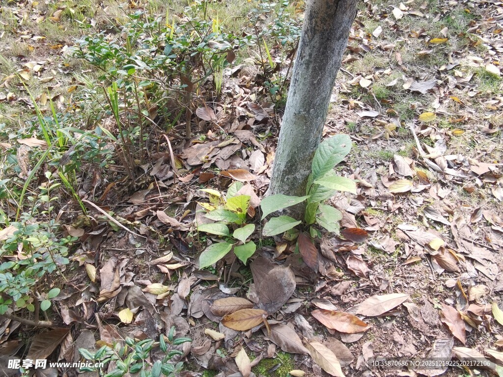 树下绿植与落叶景象
