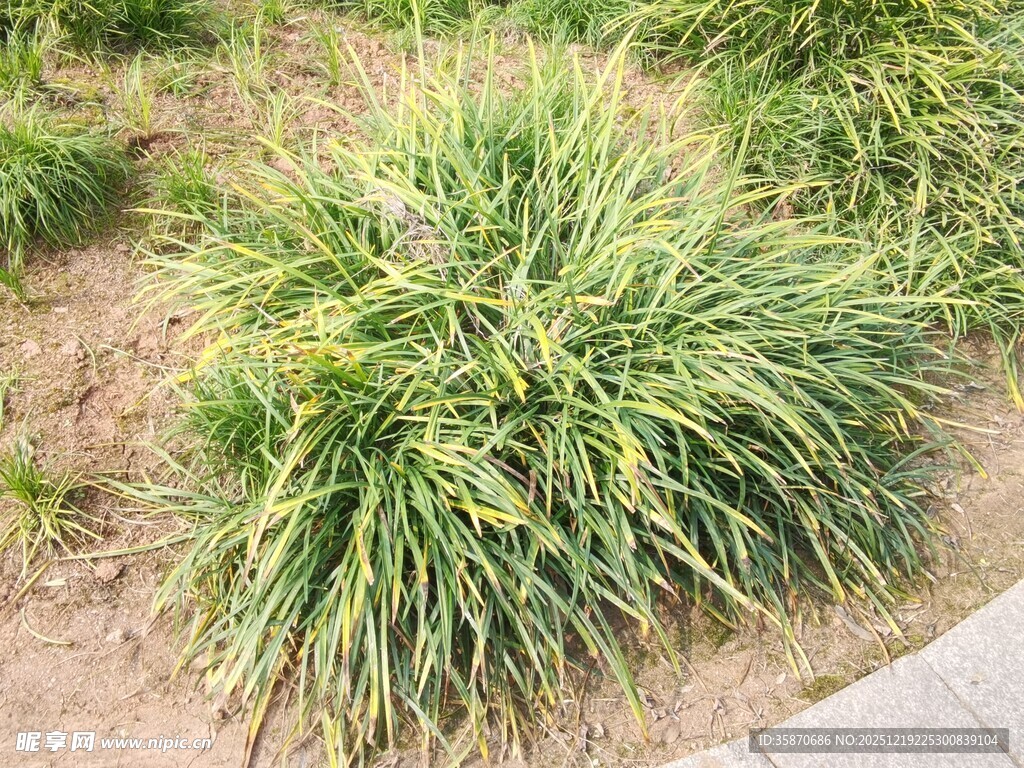 翠绿观赏草生机盎然