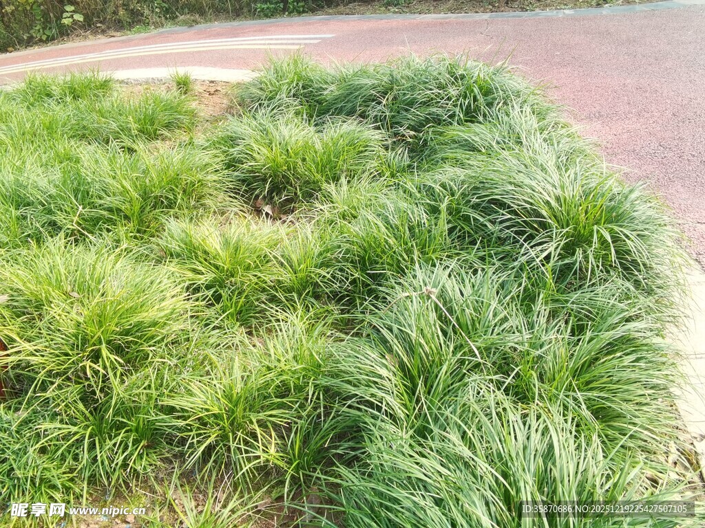 路边葱郁的绿色草丛