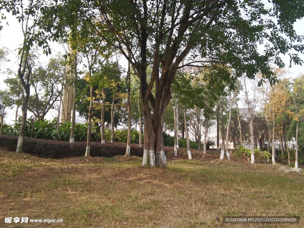 公园内的树木与开阔草地