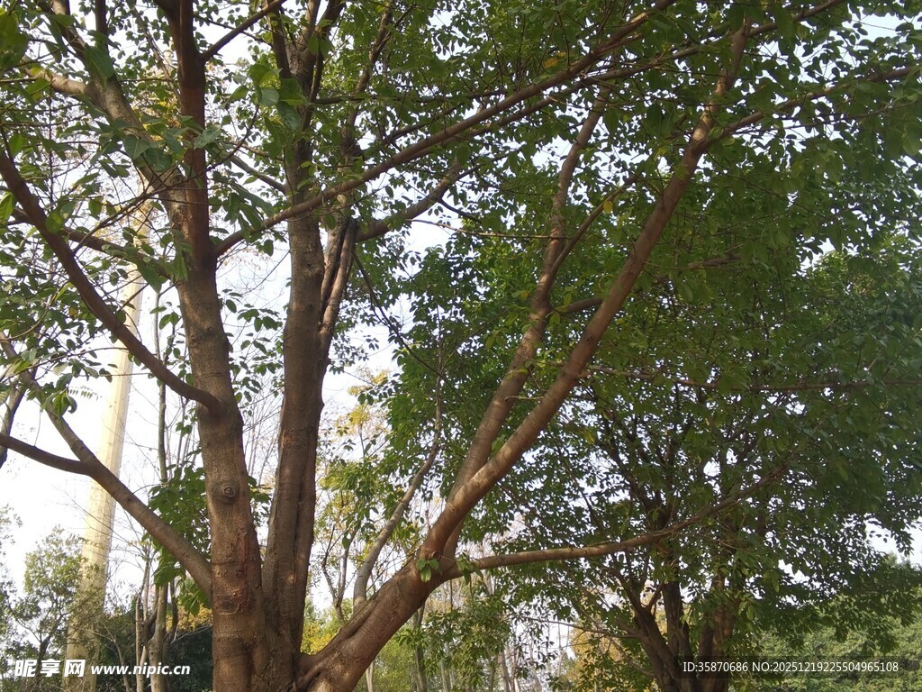 阳光下的繁茂树木