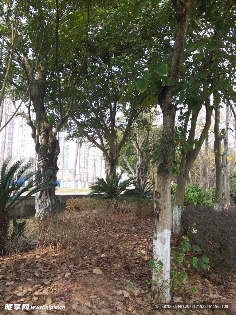 林间树木与地面落叶景象