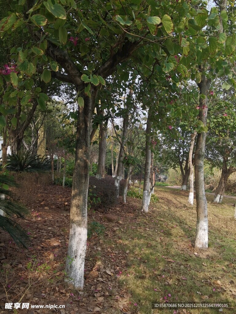 秋日林间树木景致