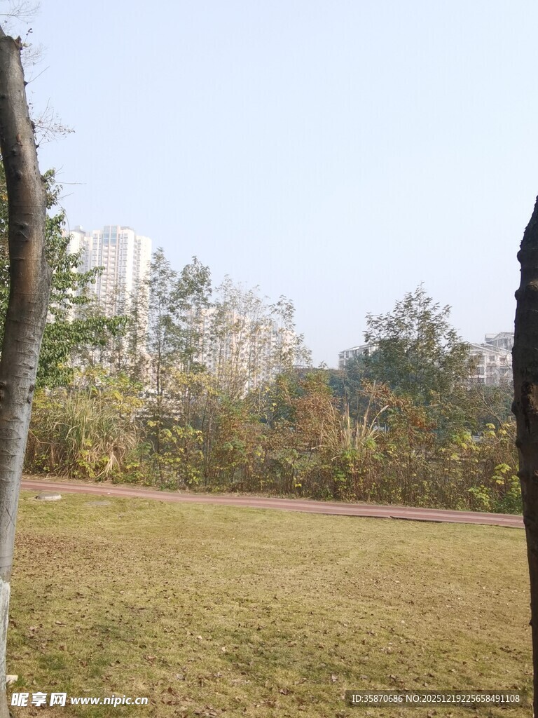 秋日户外草地树木景致