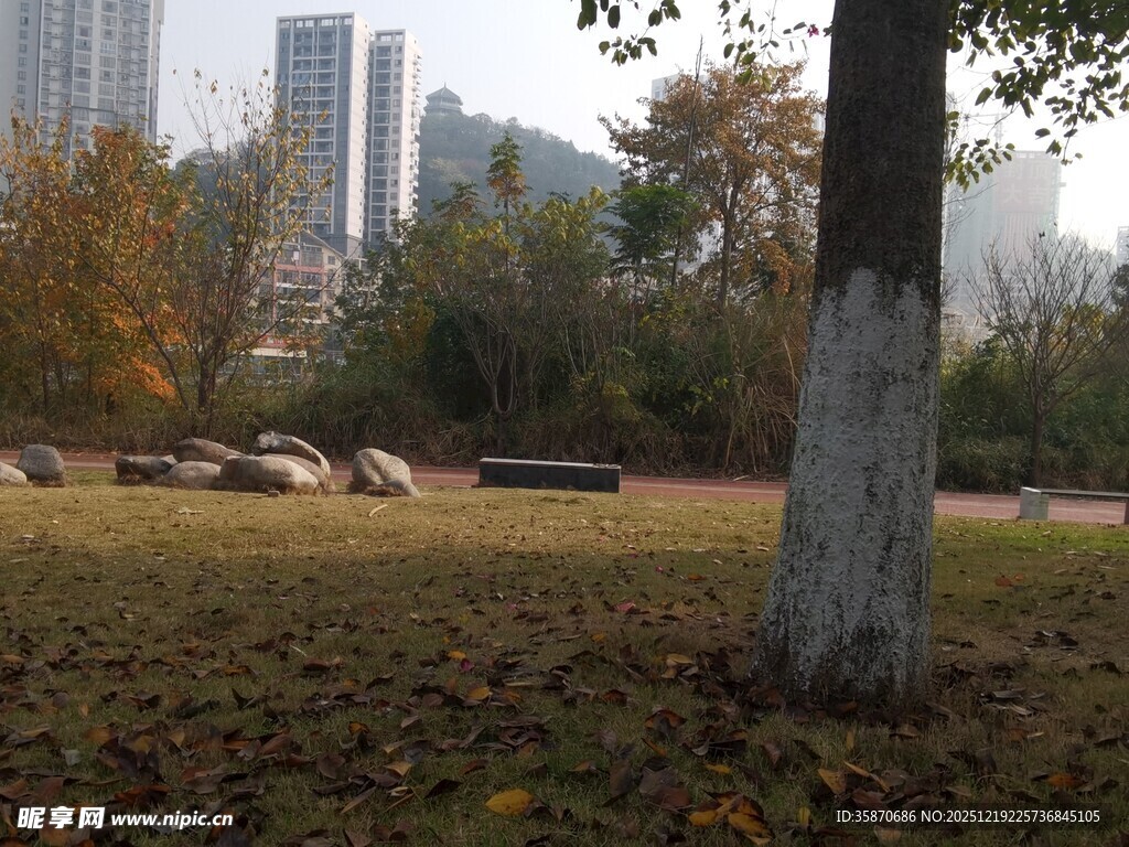 秋日城市公园树木景致