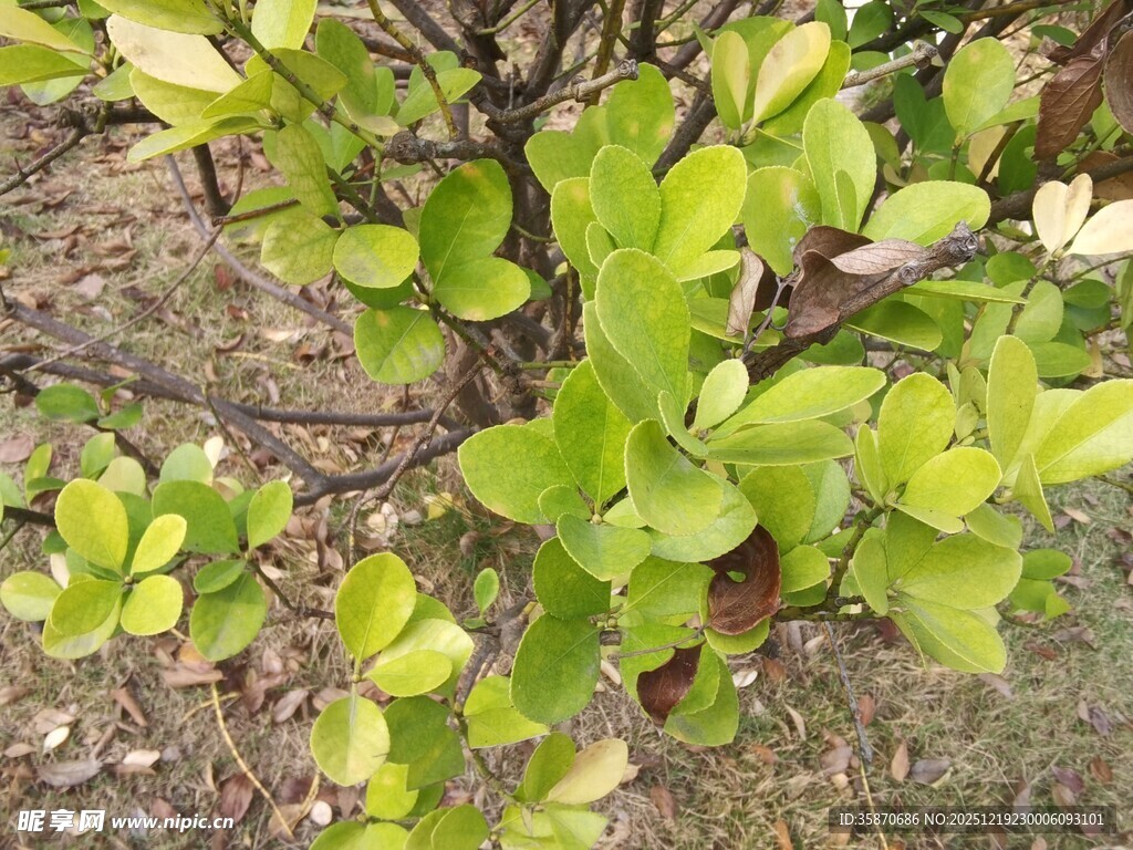 嫩绿叶片的植物特写
