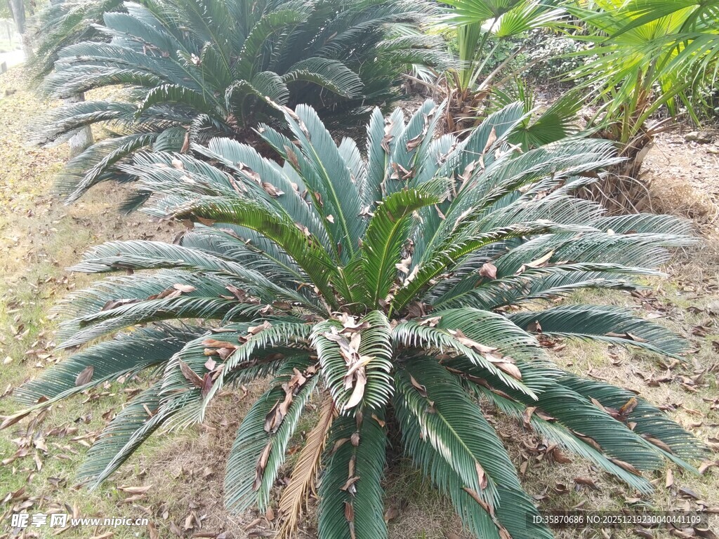 龙舌兰植物特写