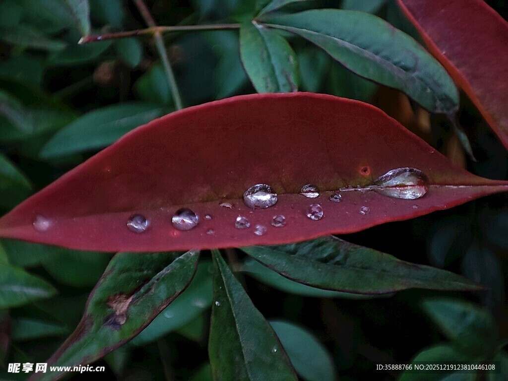 红叶上的晶莹水珠