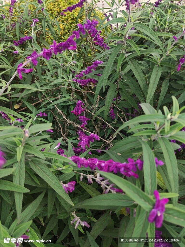 紫色花卉绽放于绿叶间