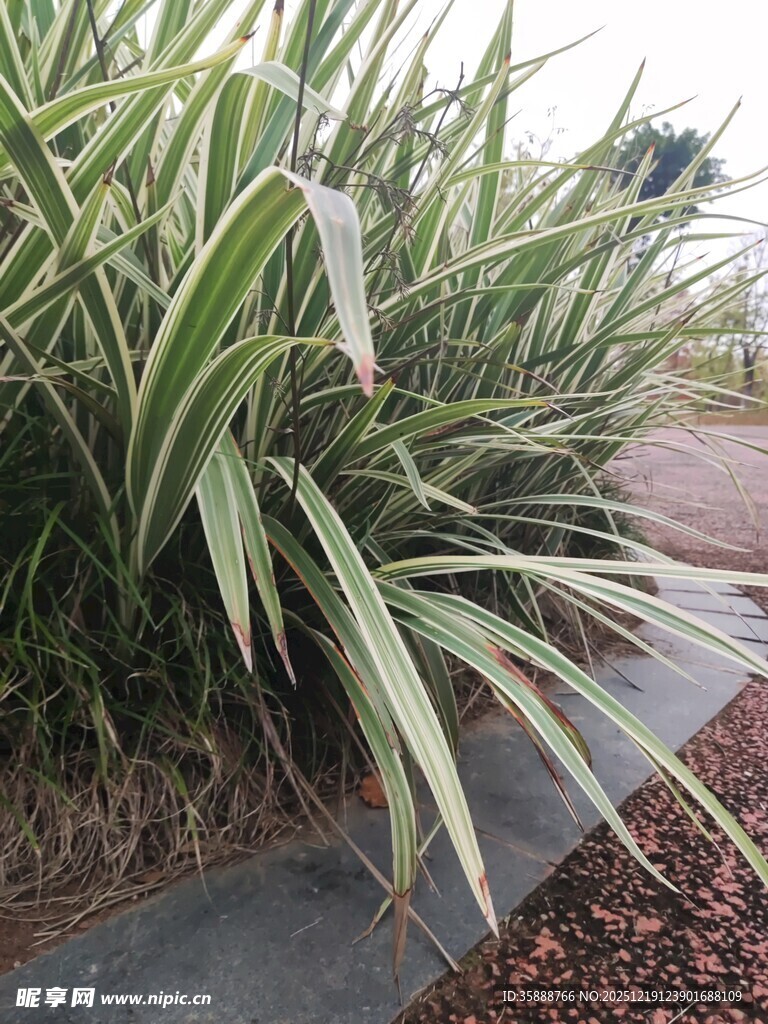 银边龙舌兰植物景观