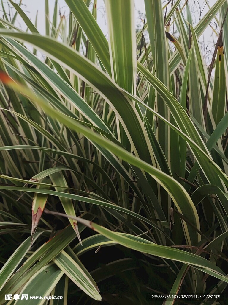 翠绿修长的植物叶片