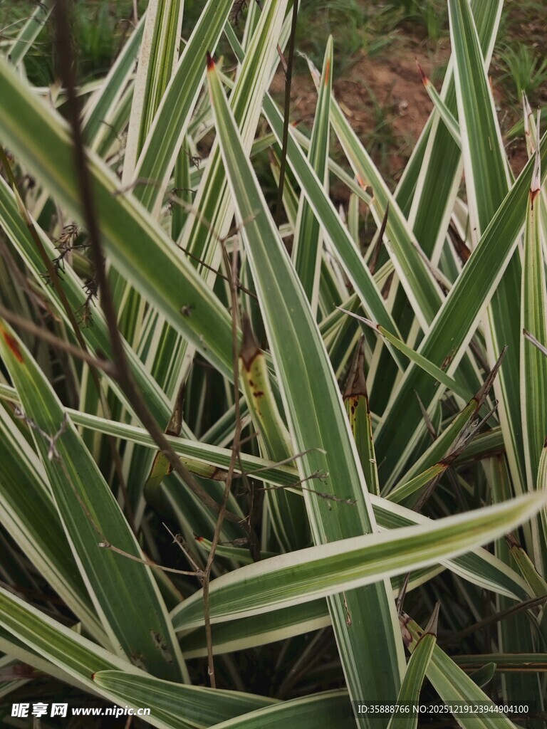 条纹绿叶植物特写