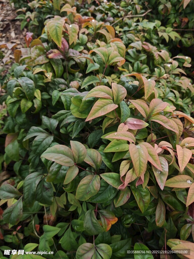 多彩叶片的绿色植物景观