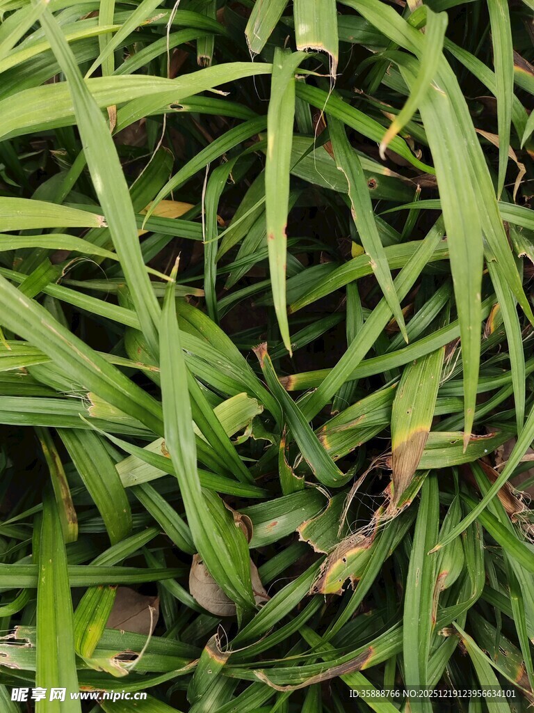 翠绿修长的草叶特写