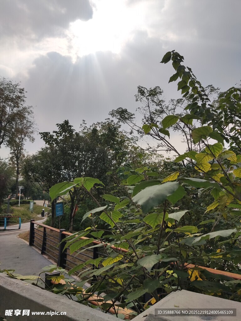 阳光照耀下的绿植景观