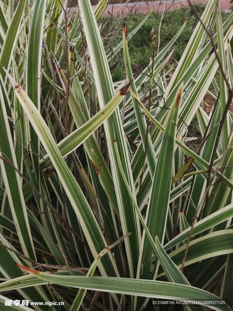 条纹叶片的绿植特写