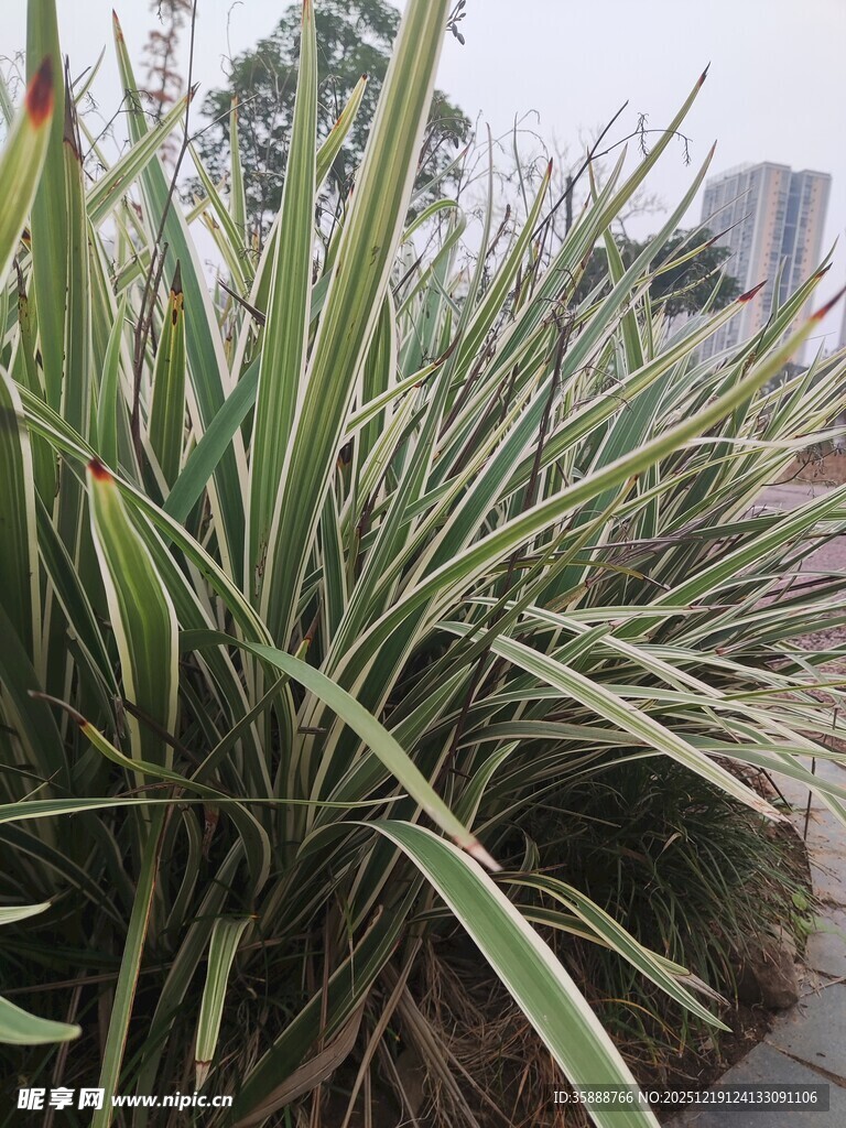 翠绿带纹的观赏草植物