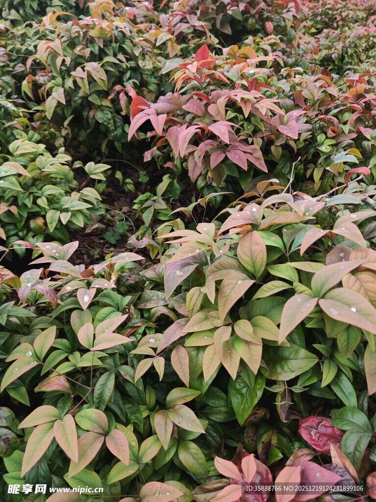 多彩斑斓的植物景观