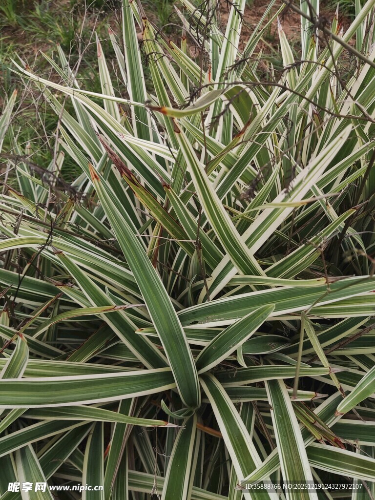 条纹绿叶植物特写