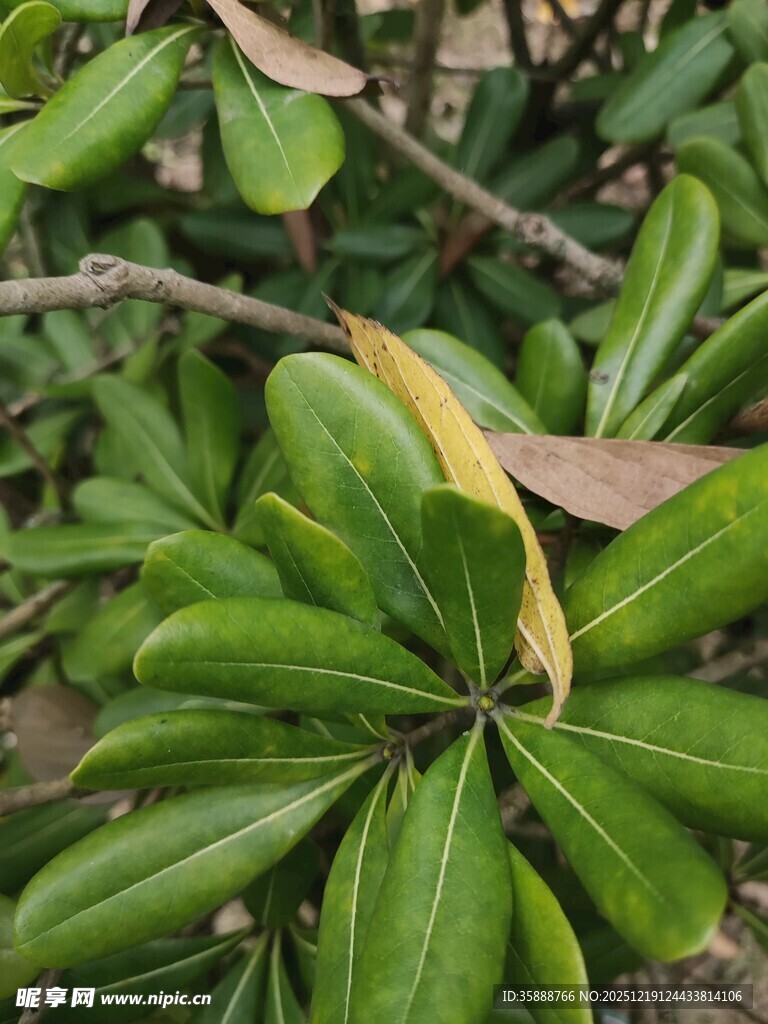 翠绿叶片与枯黄叶片交织