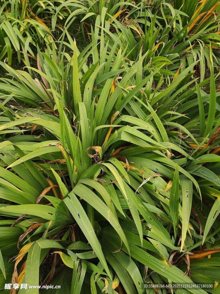 翠绿繁茂的热带植物叶片