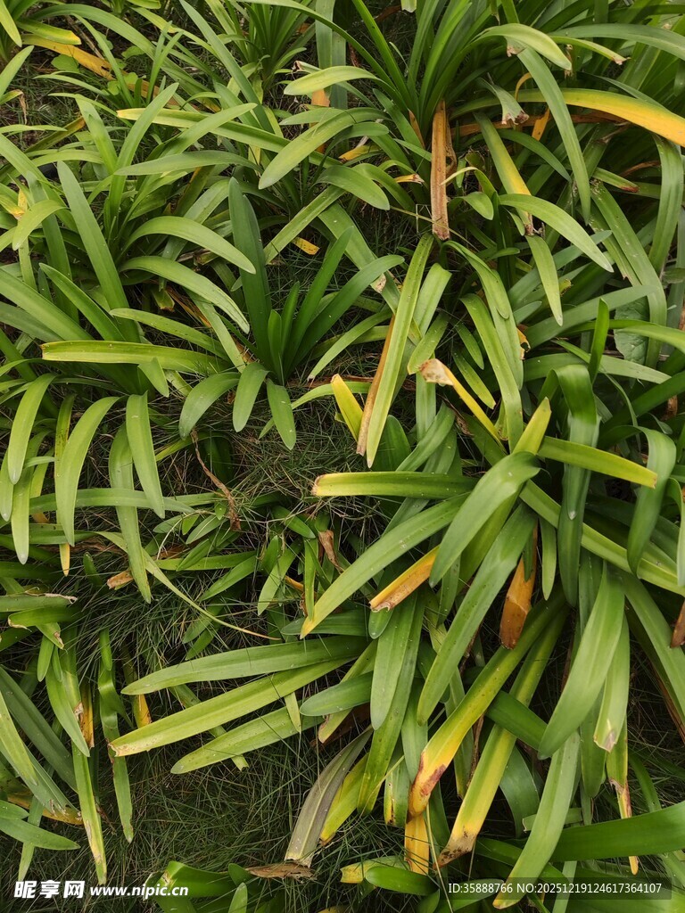 翠绿繁茂的热带植物叶片