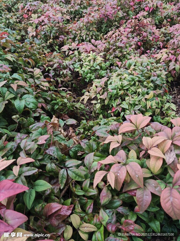 多彩斑斓的植物景观