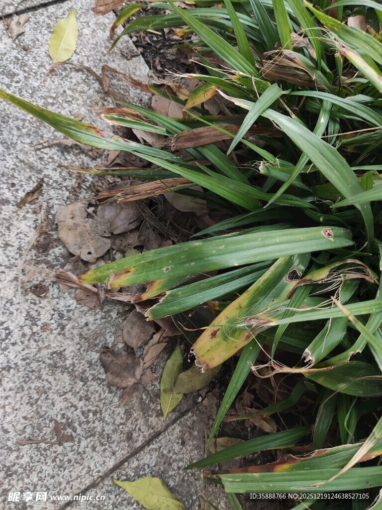 路边翠绿带黄的长叶植物