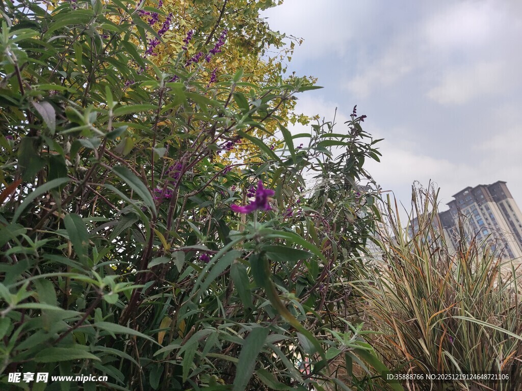 户外繁茂植物与远处建筑