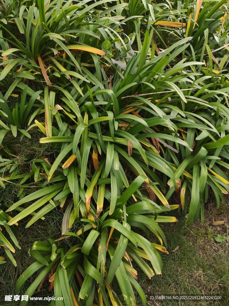 绿叶繁茂的热带植物景观