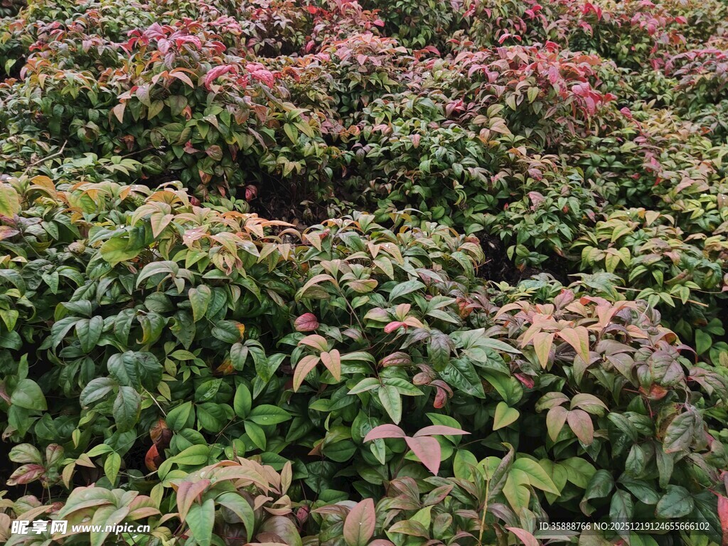 多彩斑斓的植物景观