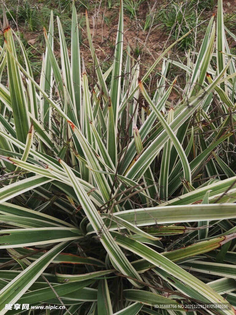 条纹绿叶植物特写